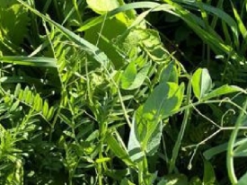 Biomass Production & Organic Material 