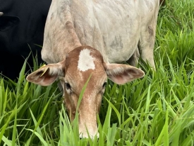 Reliable Forage for Harsh Climates