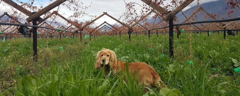 Cover Crops 2