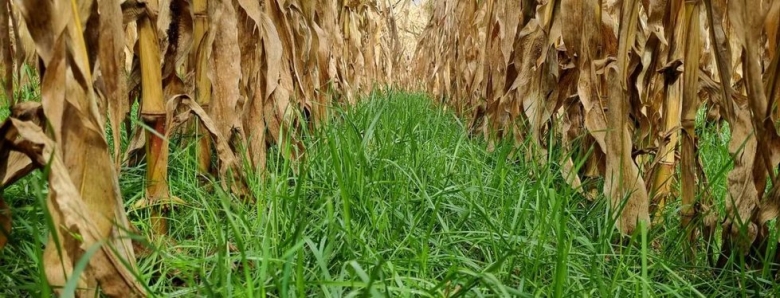 Double cropping into maize_IMAGE 1 Ribeye oversow 3