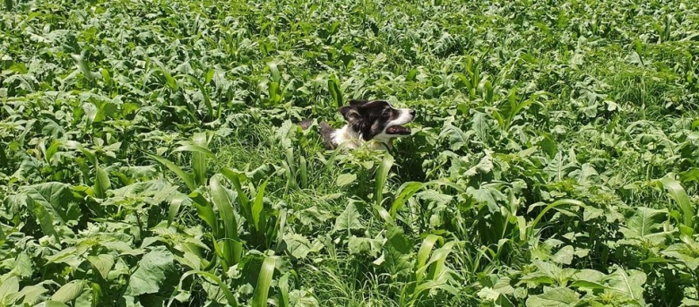 Double cropping into maize_IMAGE 2 Fitch Summer Cover Crop