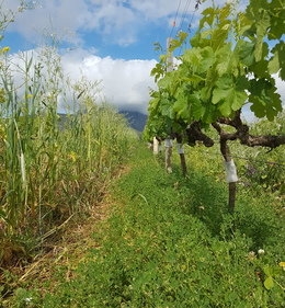 Increase resilience with living mulches IMAGE 1
