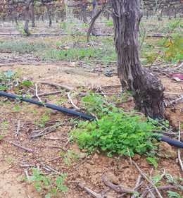 Increase resilience with living mulches IMAGE 2