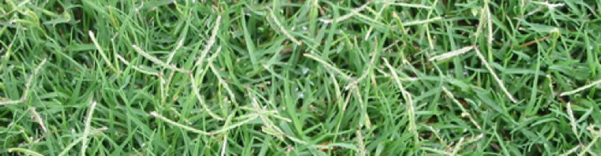 Bermuda Grass