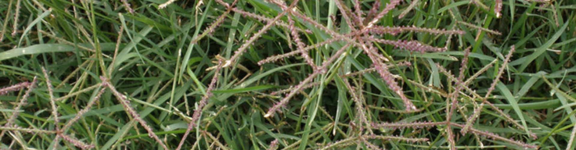 Common Cynodon