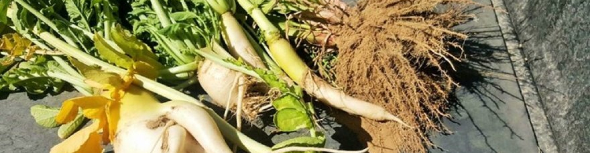 Daikon