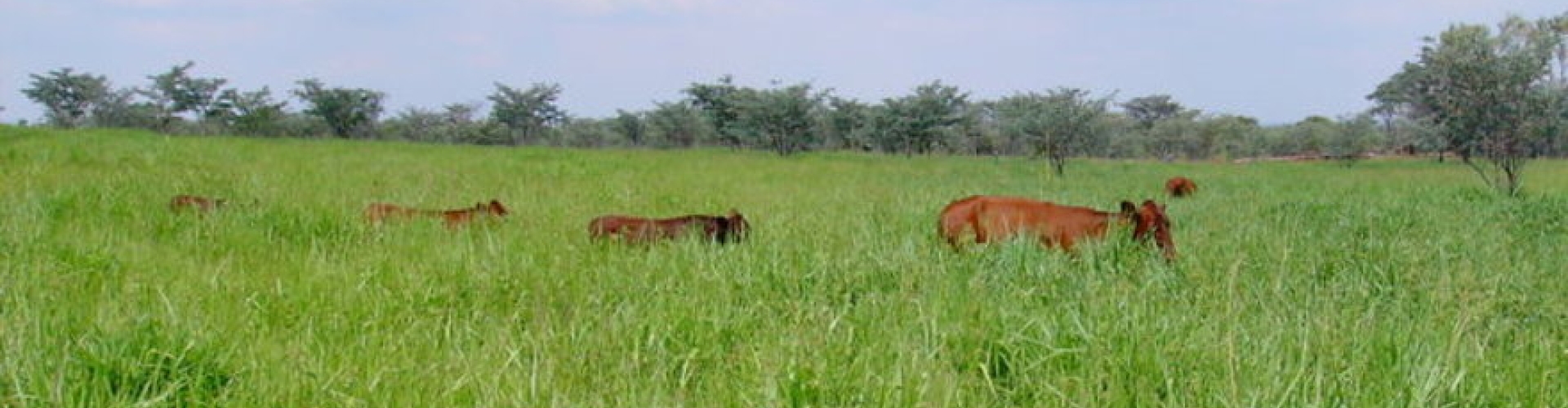 Marandu