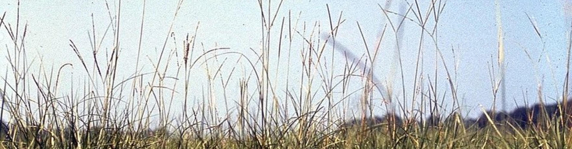 Paspalum notatum
