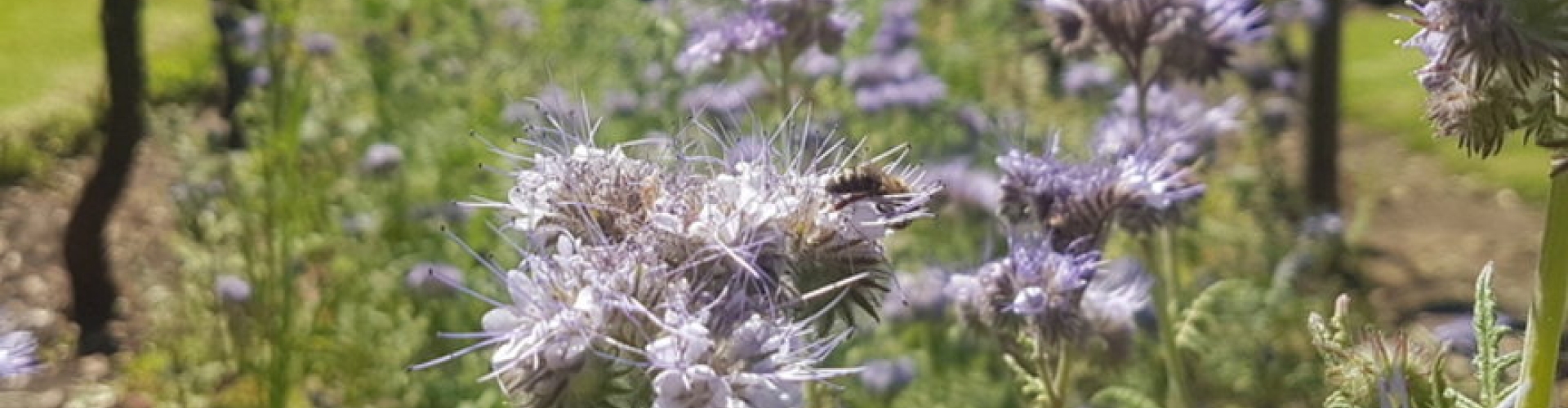 Phacelia