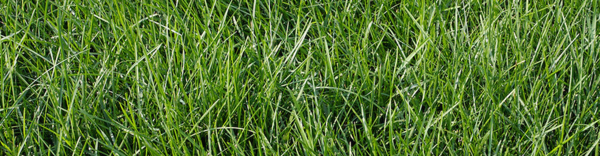 Poa Trivialis
