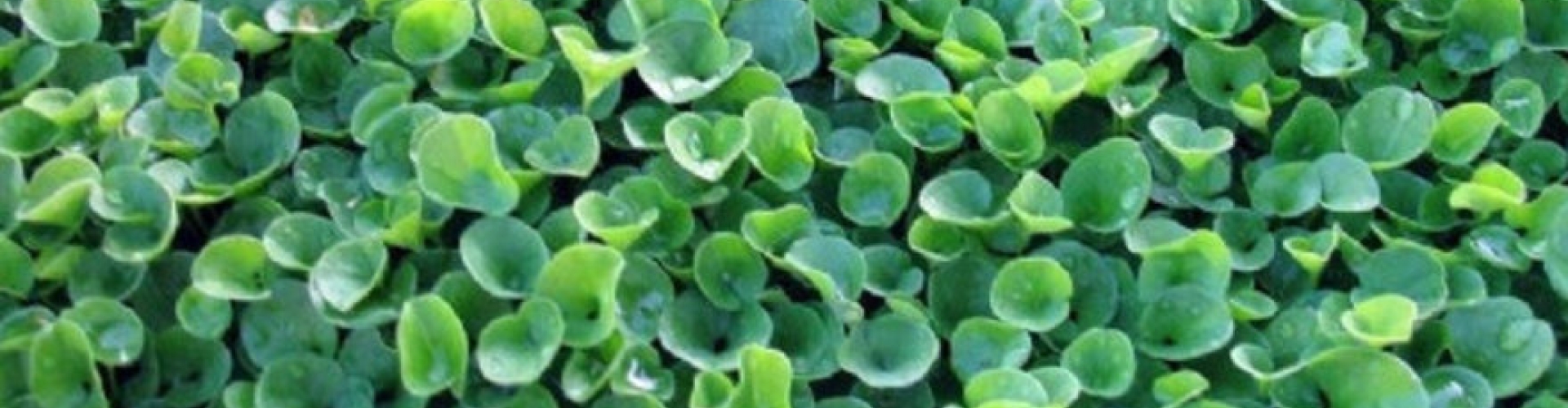 Wonderlawn