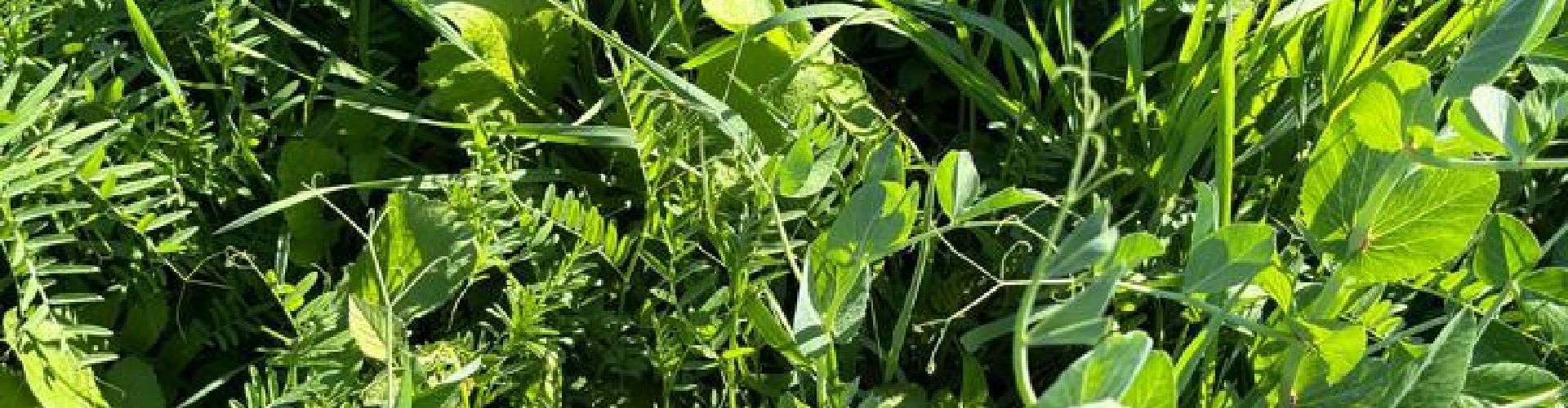 Biomass Production & Organic Material 