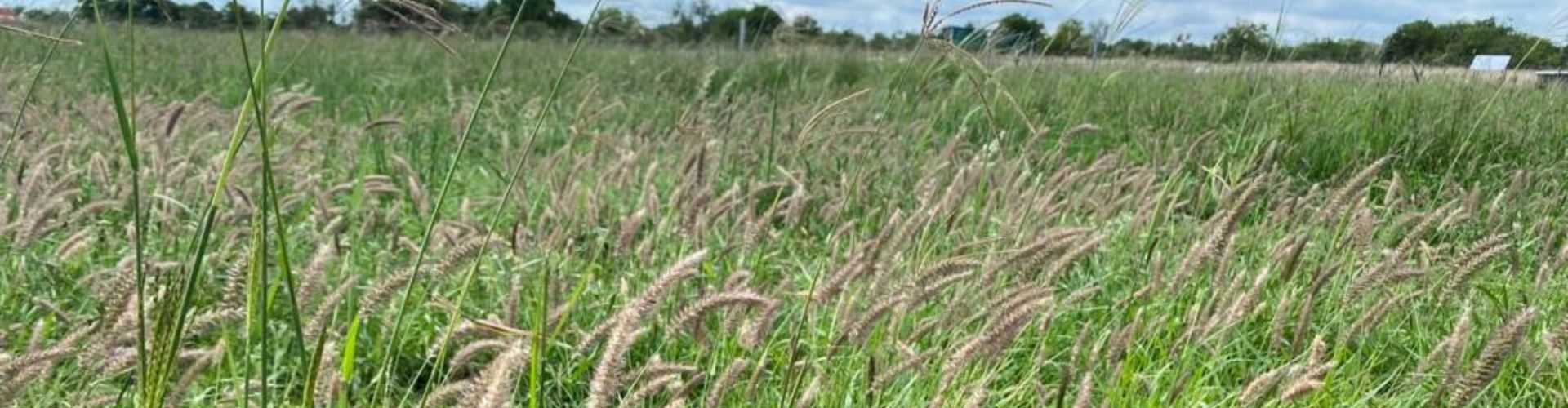 Blue Buffalo Grass