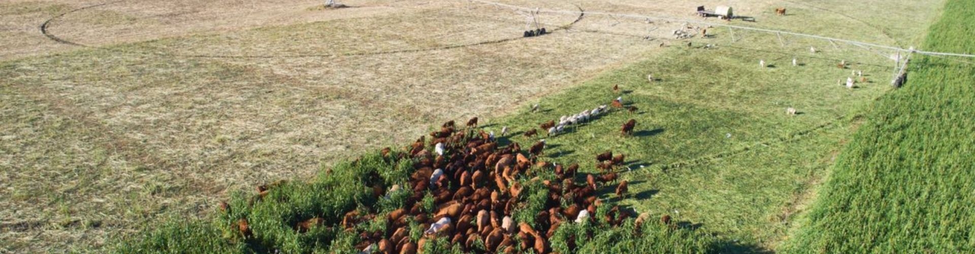 Covergraze - graze it and grow soil