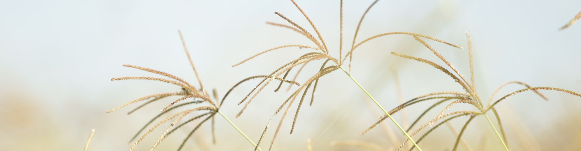 Katambora | Rhodes Grass