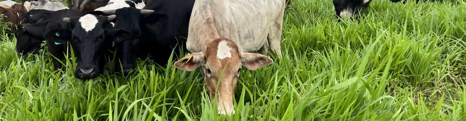 Reliable Forage for Harsh Climates