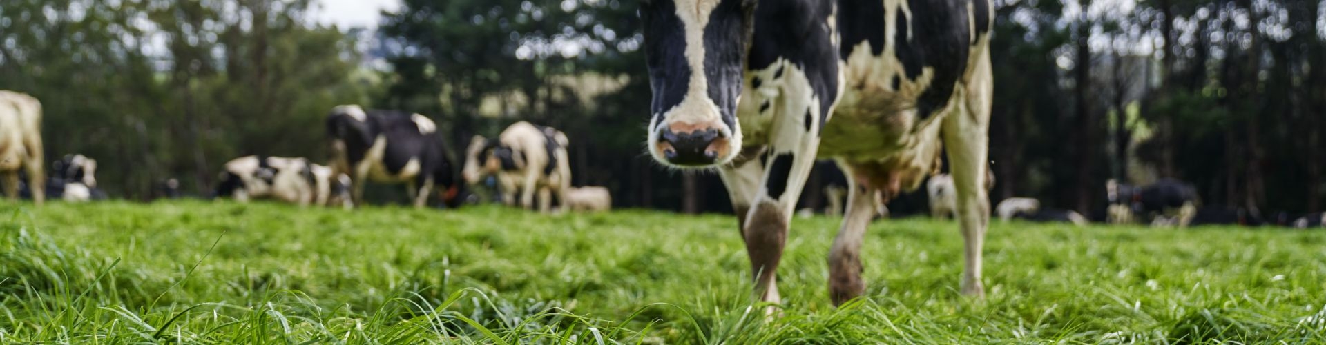 Stronger Pastures Year-Round 
