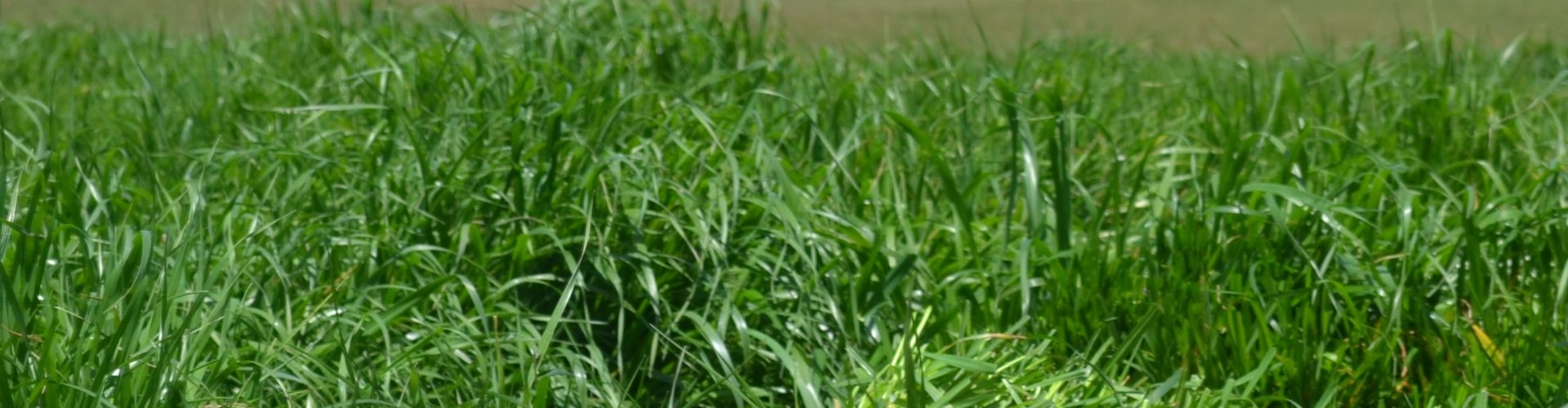 Tabu+ Italian Ryegrass