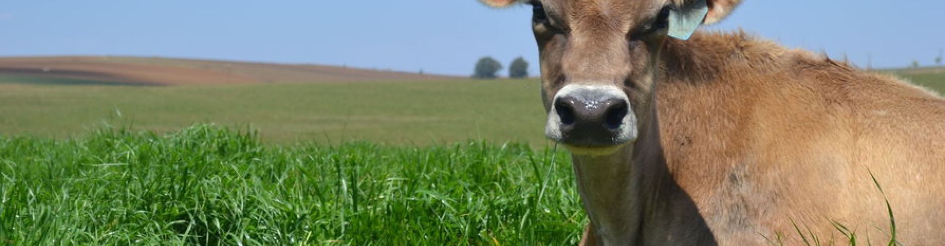 Produseer jy genoeg weiding  IMAGE 1