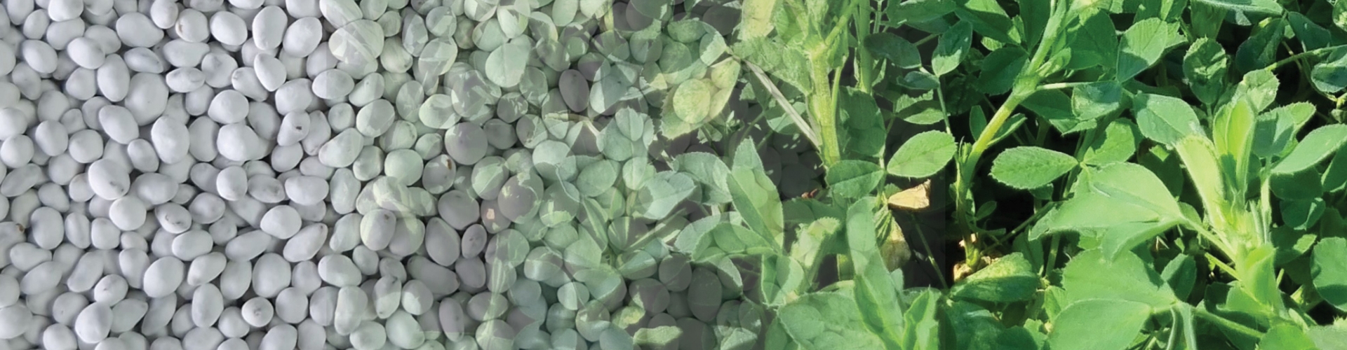 Coated Lucerne
