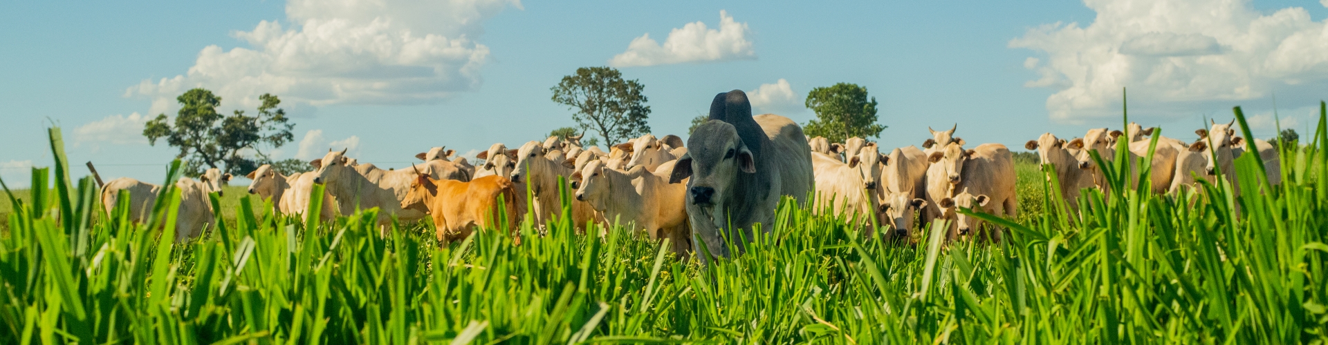 Summer Forage