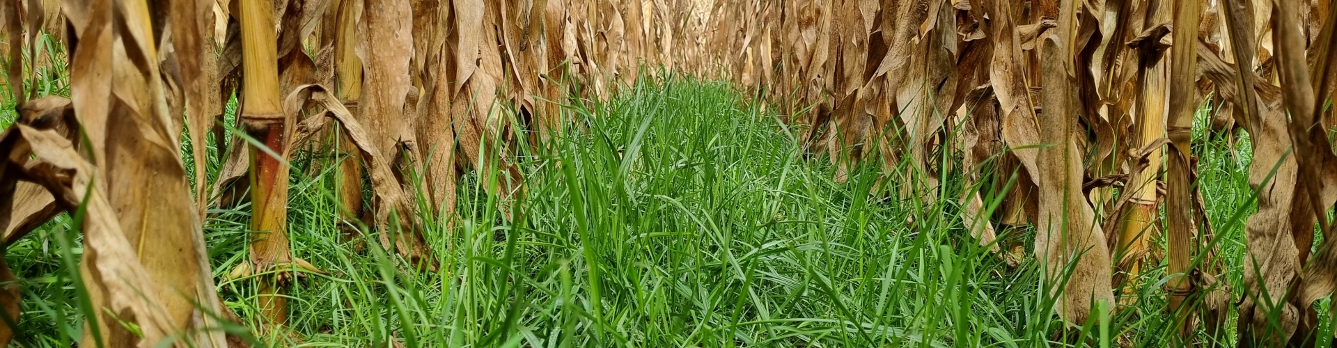intercropping