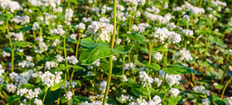 Buckwheat