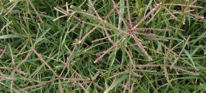 Common Cynodon
