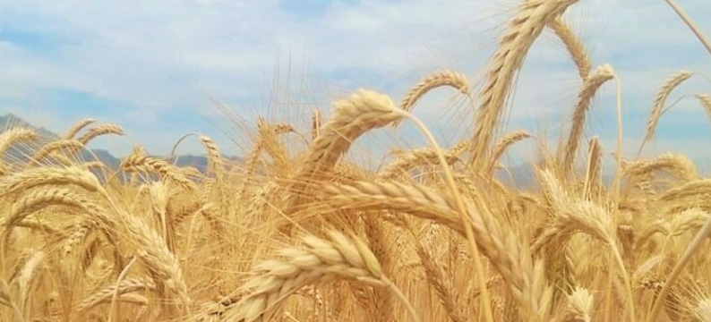 Agronomy Crops
