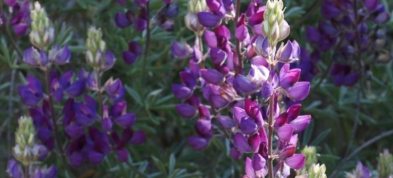 Narrow Leaf Sweet and Bitter Lupines