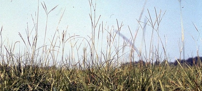 Paspalum notatum