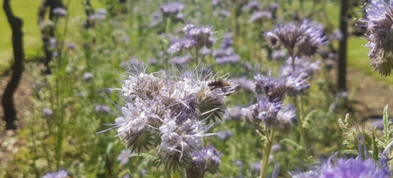 Phacelia