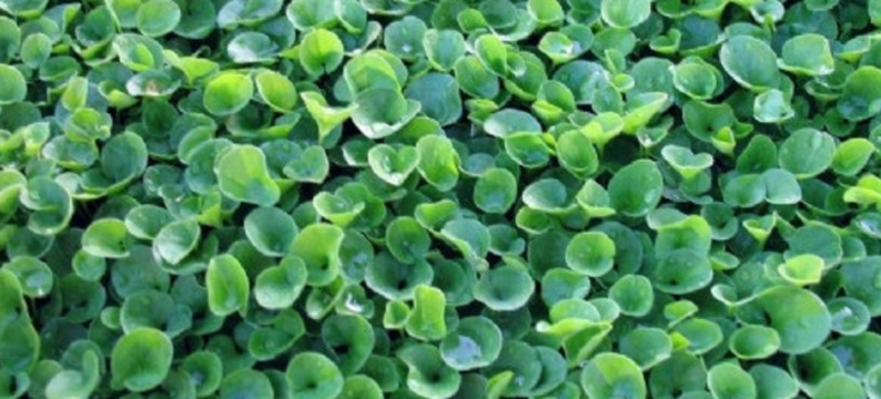 Wonderlawn