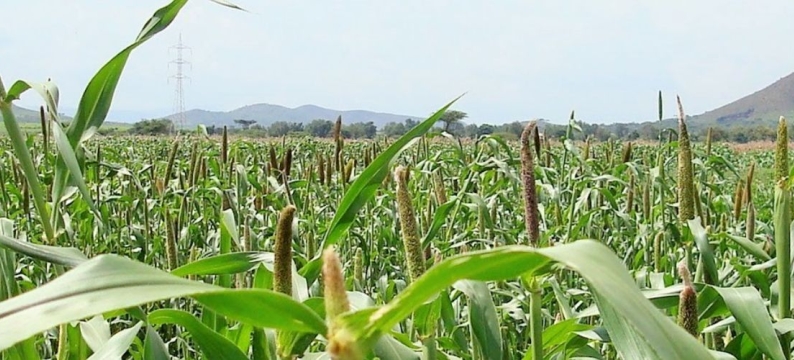 Babala Pearl Millet