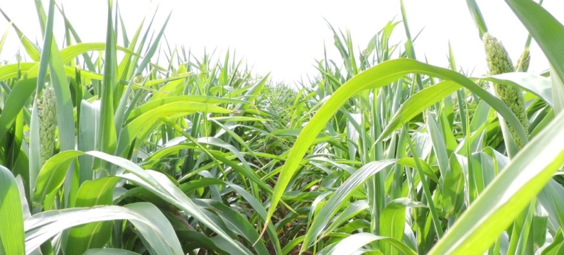 Bargrazer Forage Sorghum