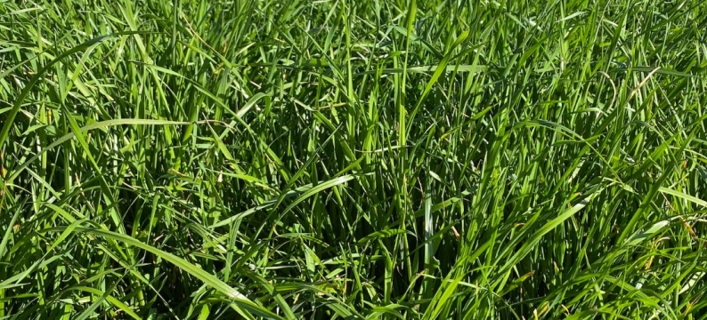 Barhill Hybrid Ryegrass