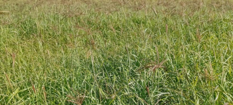 Endura Rhodes grass