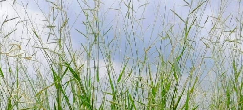 Sabi Grass