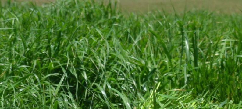 Tabu+ Italian Ryegrass