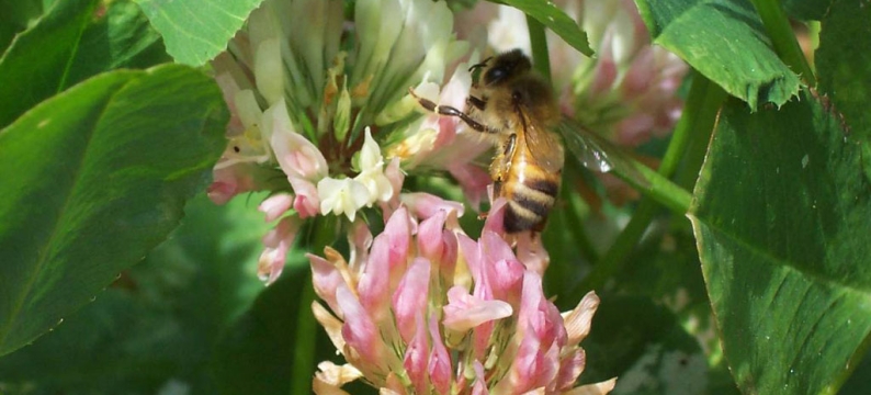 Balansa Clover