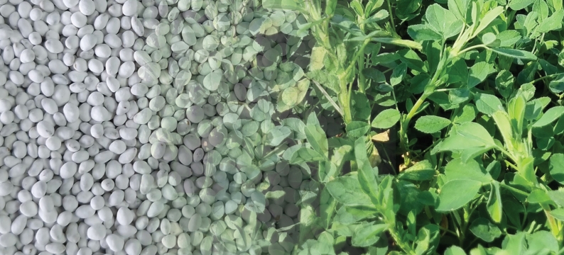 Coated Lucerne