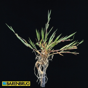 Agrostis Stolonifera