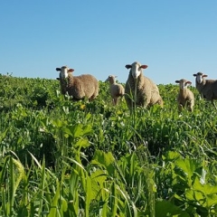 Cover Crops