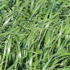 Bartimum Westerwold Ryegrass