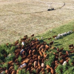 Covergraze - graze it and grow soil