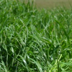 Tabu+ Italian Ryegrass