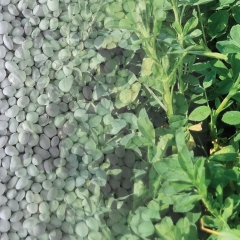 Coated Lucerne
