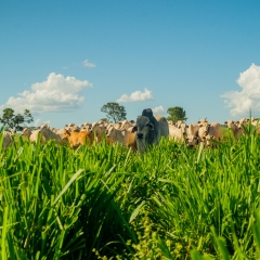 Summer Forage
